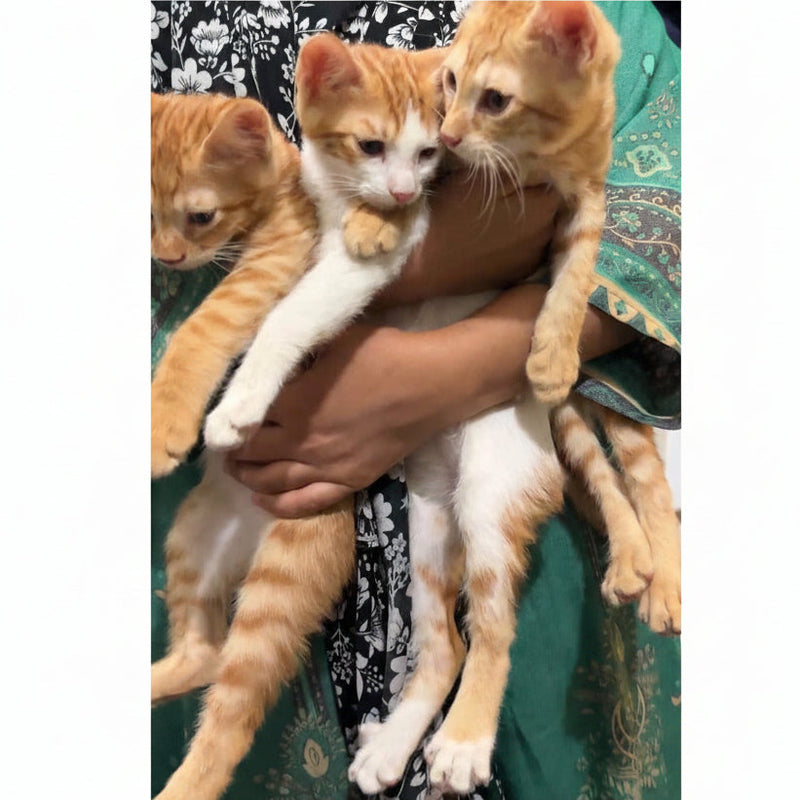 Mother and 4 Kittens