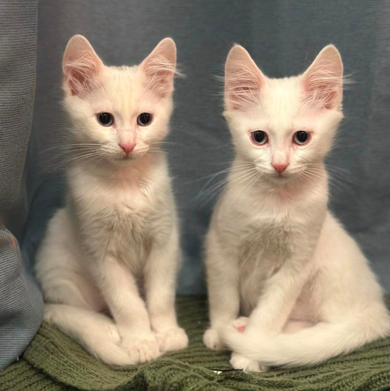 2 Kittens / Persian Mix / Male
