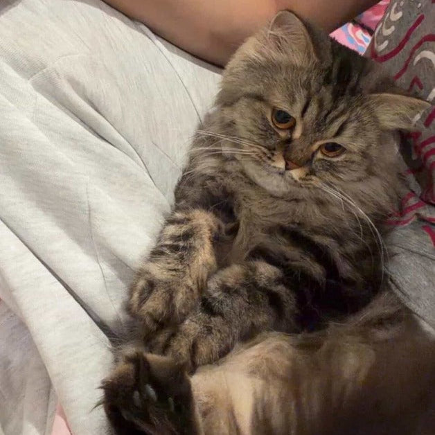 Persian / Female / 1 Year Old