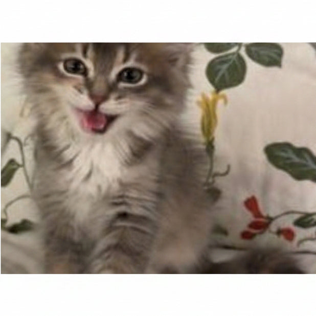 Somali - Maine Coon / Female