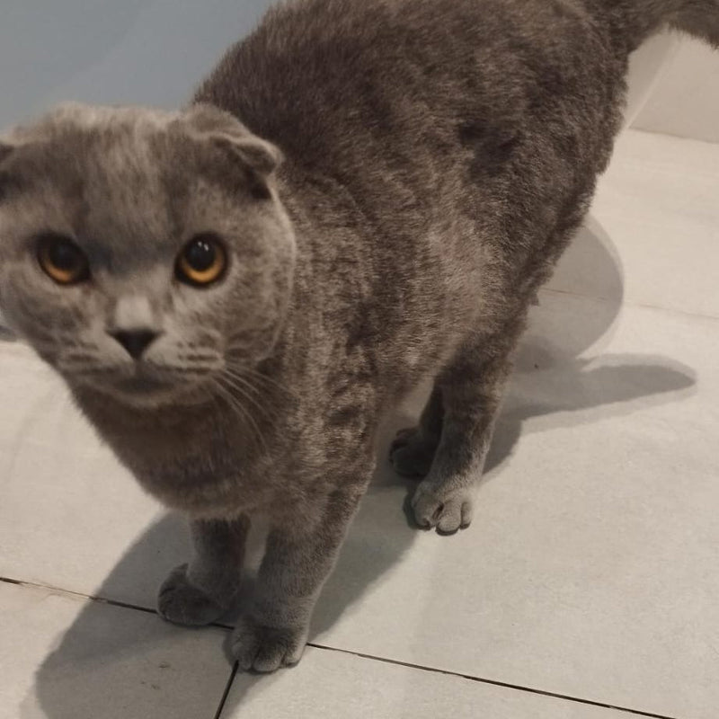 Scottish Fold / Male / 2 Years