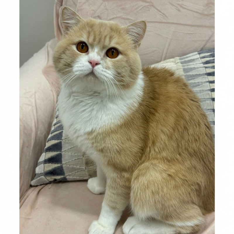 British Shorthair / Male / 5 Years Old