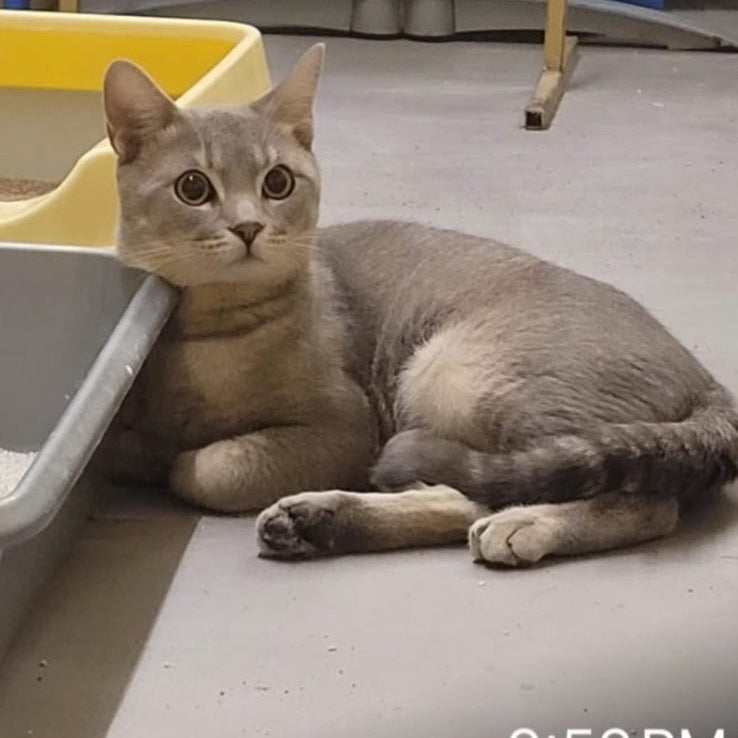 Domestic Shorthair / Male / 10 Months Old