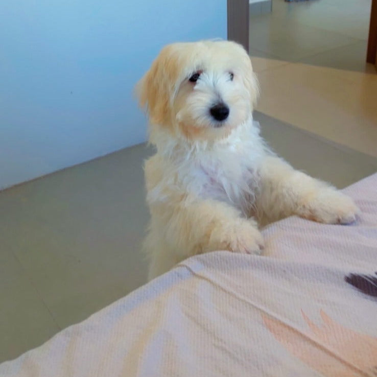 Clover / Maltese Mix / Female