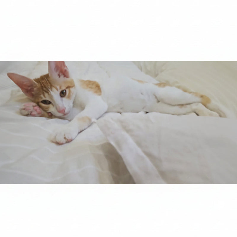 Domestic Shorthair / Female / 3.5 Months Old