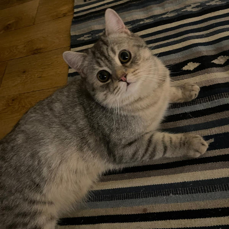 Silver Tabby British Shorthair / Male