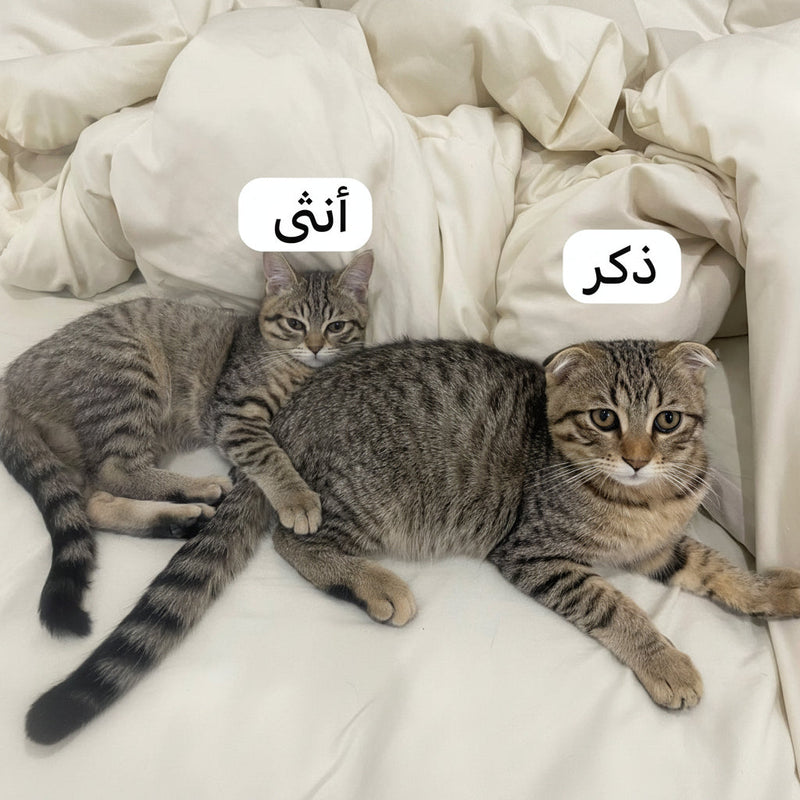 Kittens and Parents