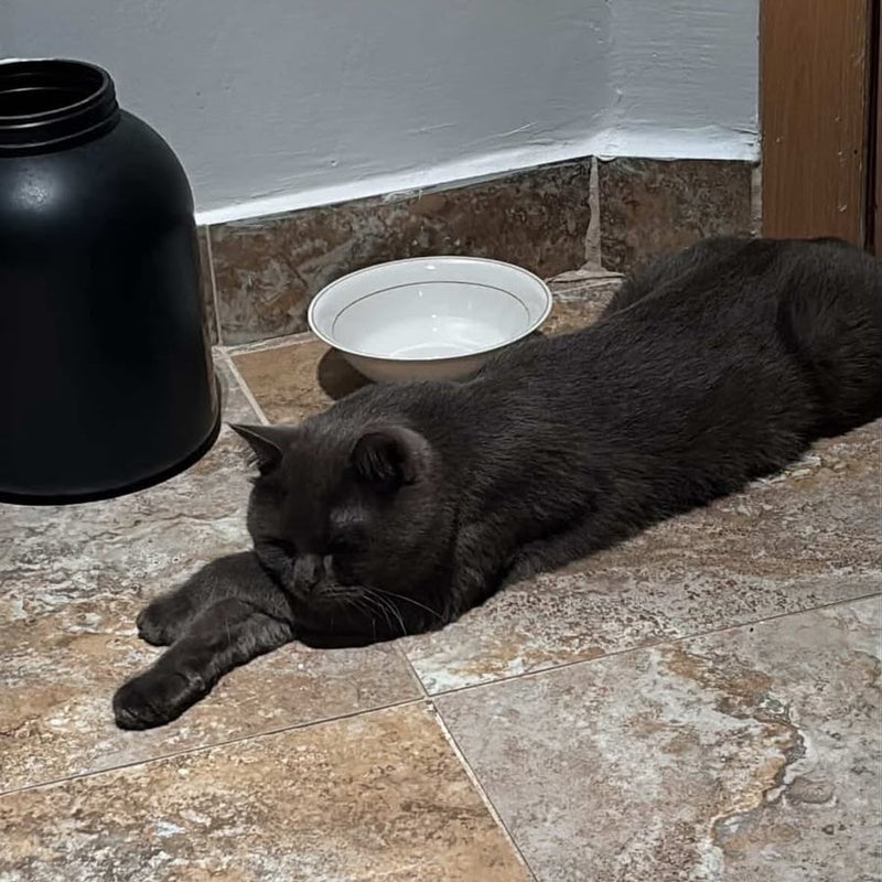 British Shorthair / Male / 1.5 Years