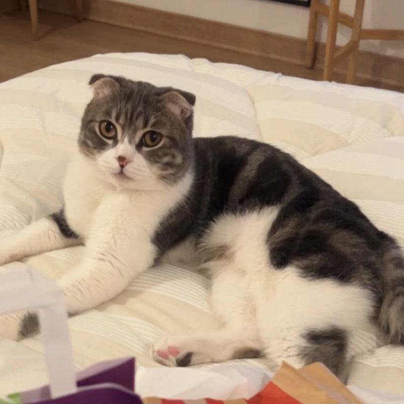 Scottish Fold / Male / 5 Years