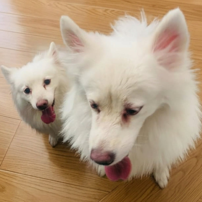 Japanese Spitz / Females