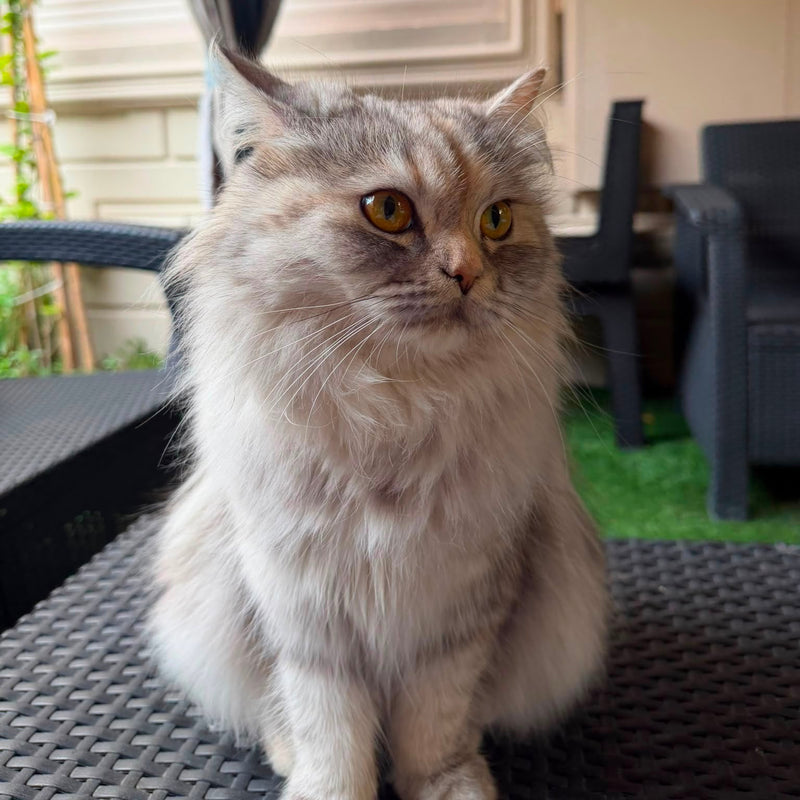Persian Scottish Mix / Female