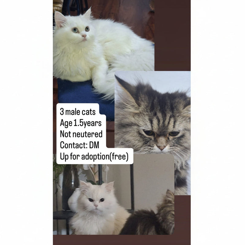 Persian / Male 1.5 Years Old