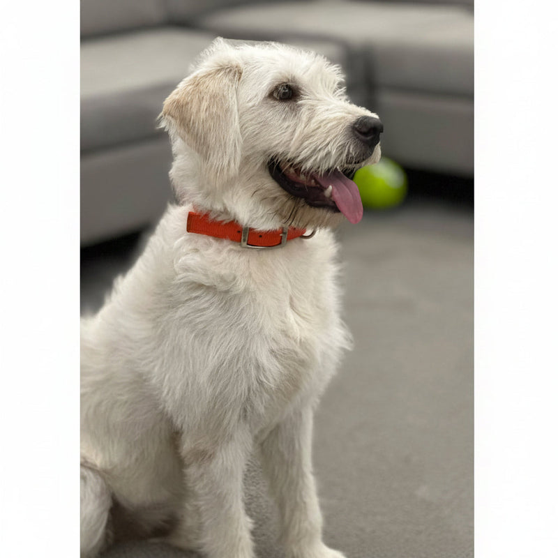 Retriever Poodle Mix / Male / 10 Months Old