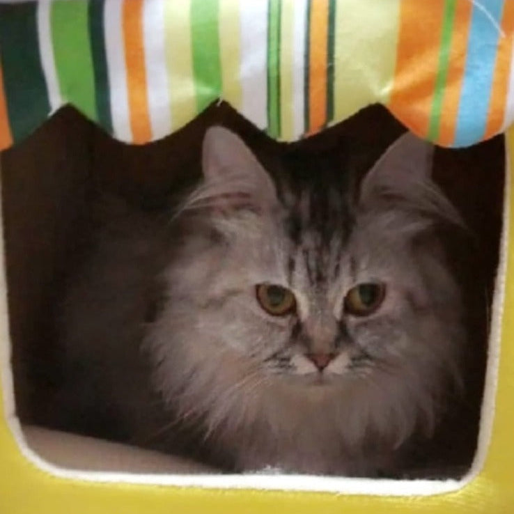 Persian / Female / 5 Years Old