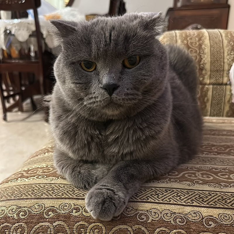 Scottish Fold / Male / 7.5 Years Old