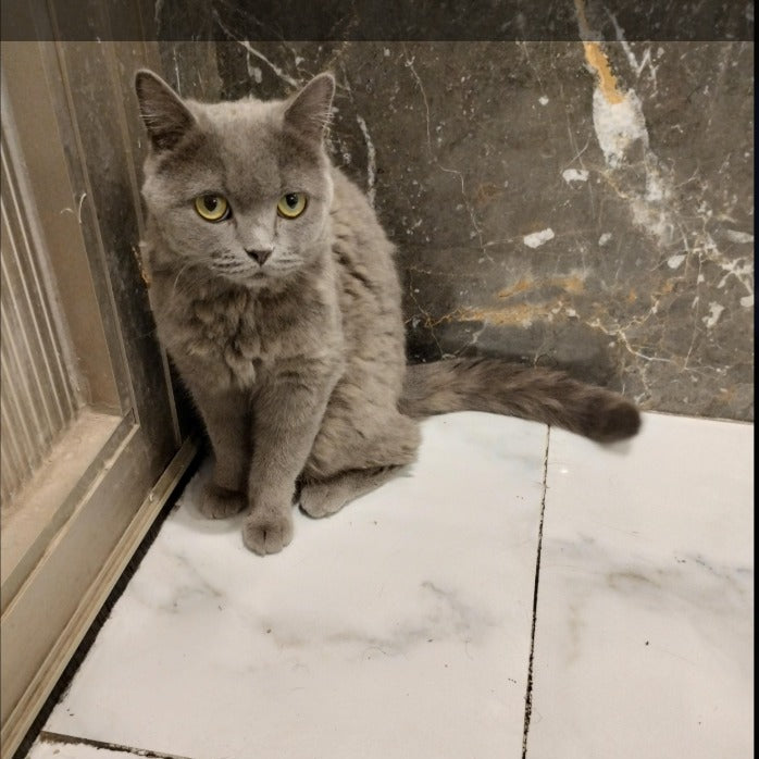 British Shorthair / Male / 2 Years Old