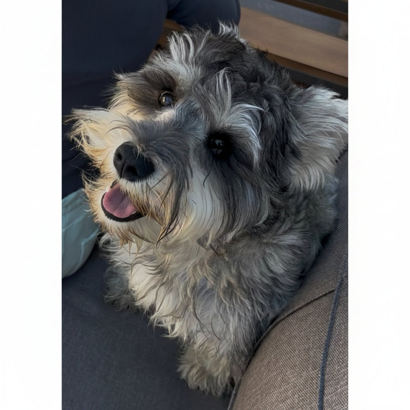 Miniature Schnauzer / Male / 3 Years Old