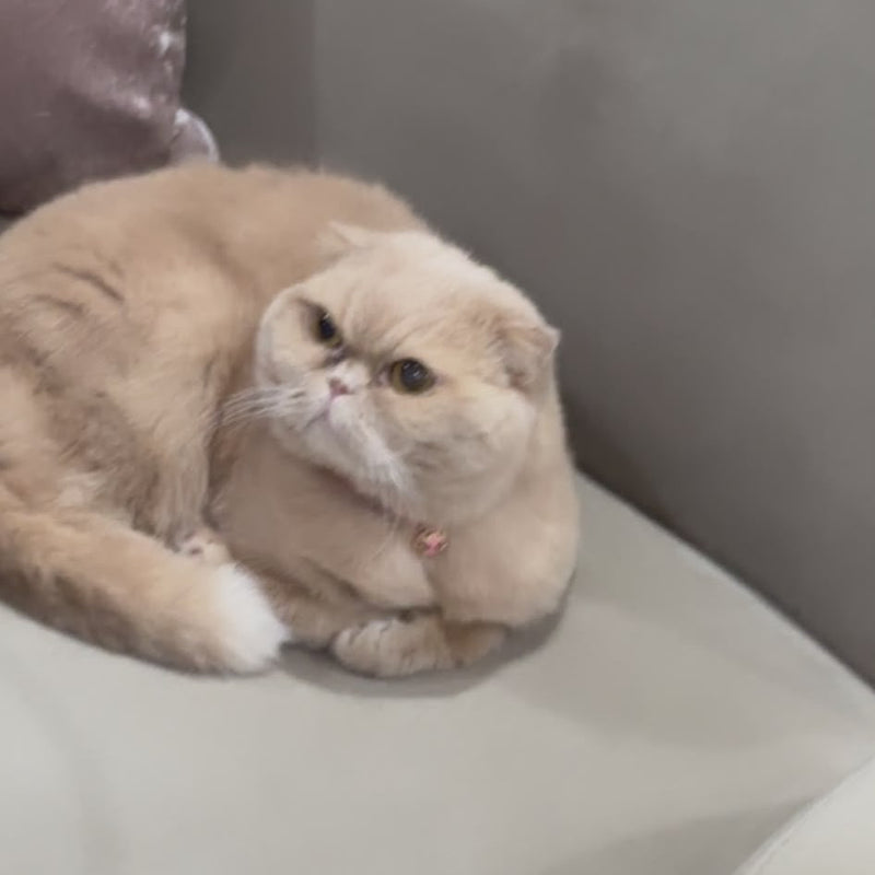 Scottish Fold / Female / 11 Years Old