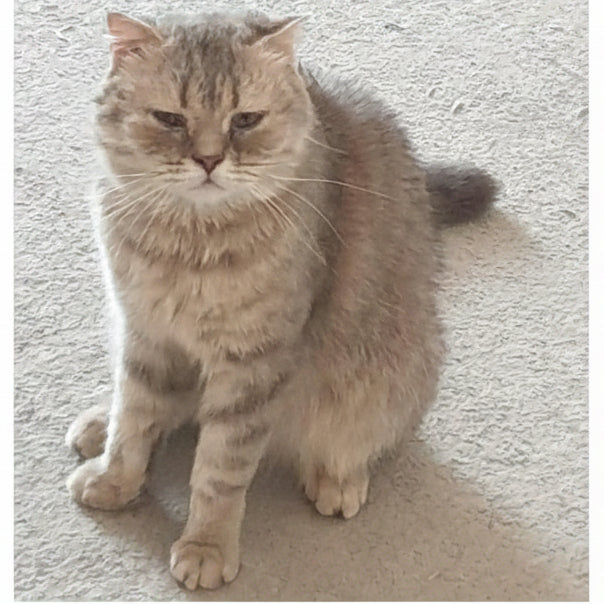 British Shorthair / Female / 5 Years Old