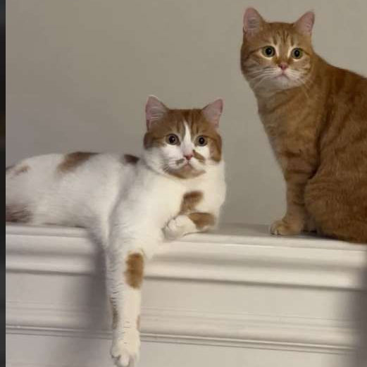 Persian & Domestic / Male & Female / 4 Years Old