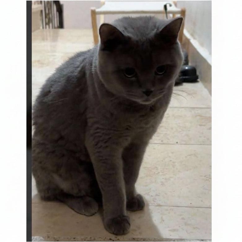 British Shorthair / Female / 1.5 Years Old