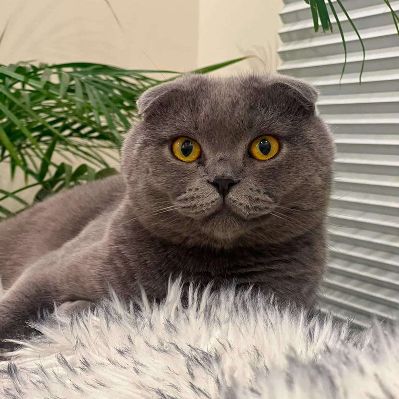 Scottish Fold / Male / 3 Years Old