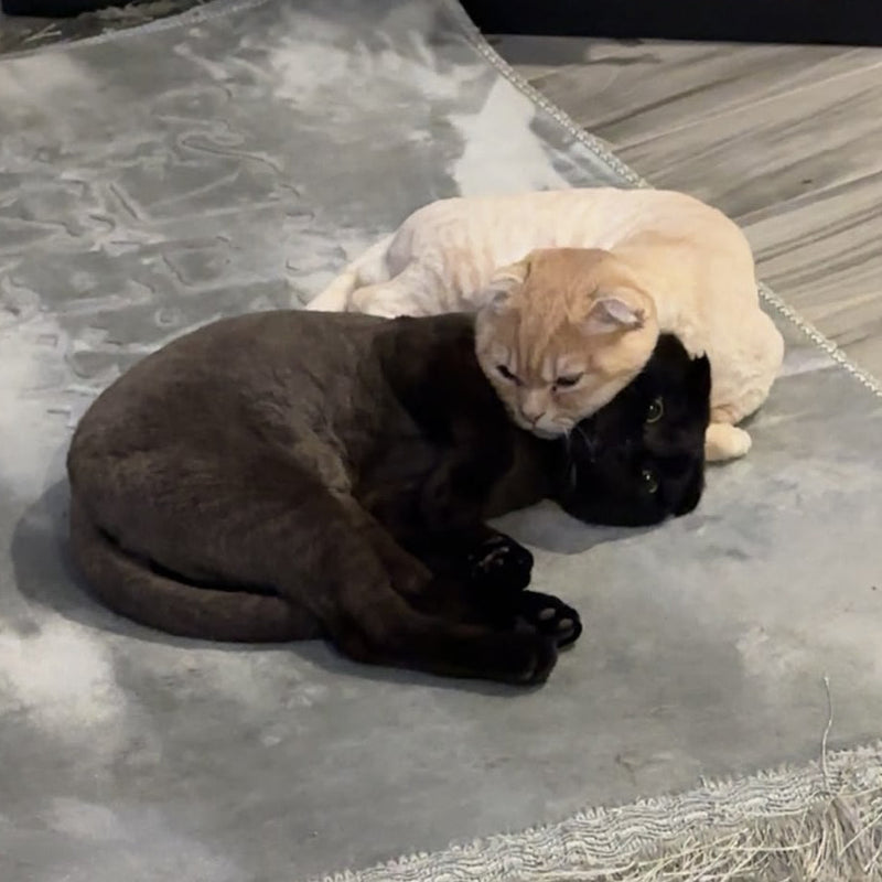Bezo & Blacky