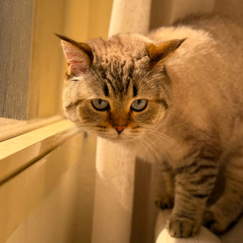 2 Cats / Persian & Himalayan Shorthair