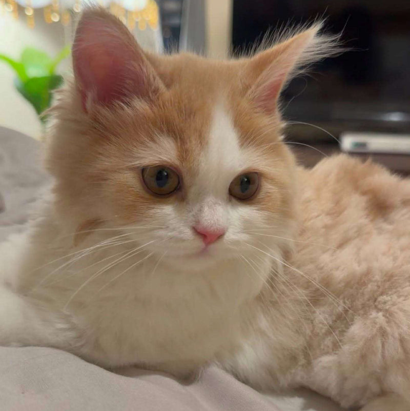 Persian / Male / 4 Months Old
