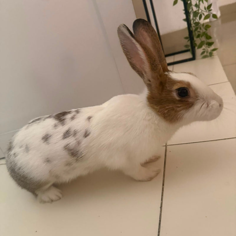 Rabbit / Rex / Female / 8 Months Old