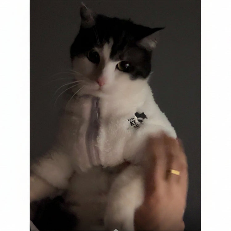 Cat / Male / 1.5 Years Old