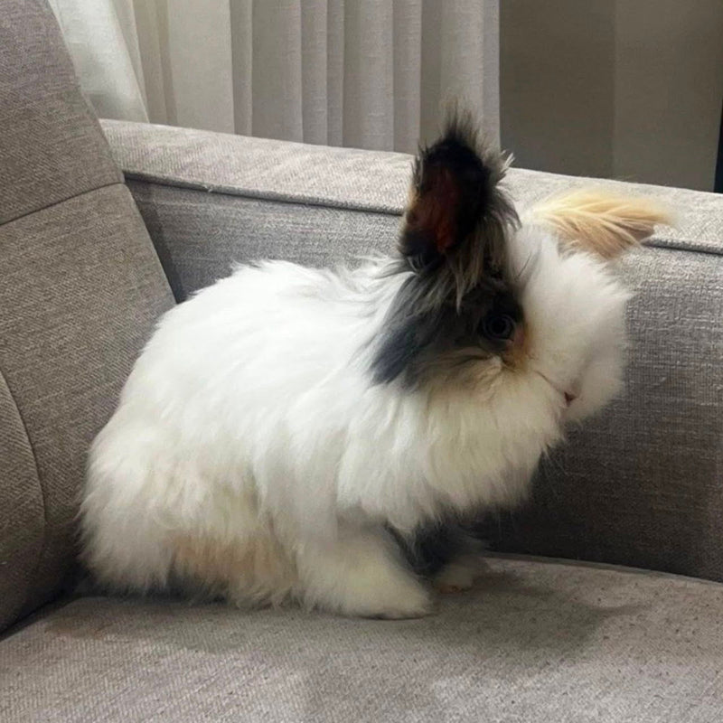Rabbit / Male