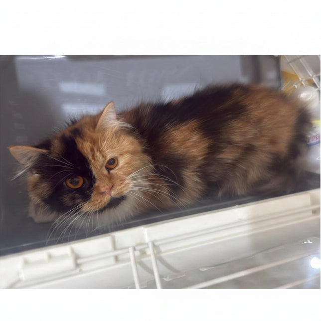 2 Cats / British Shorthair - Persian Mix / Male & Female