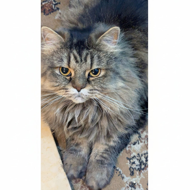 Cookie / Female / 5 Years Old