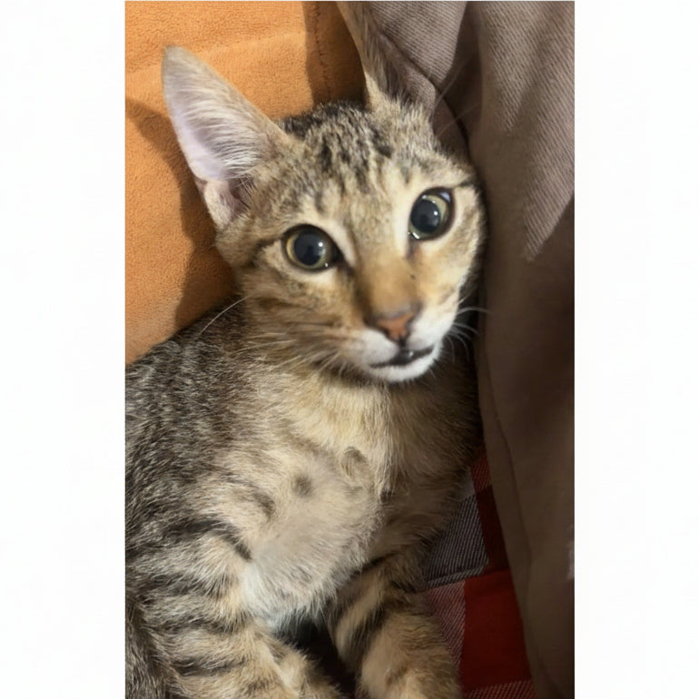 Absi / Male / 6 Months Old