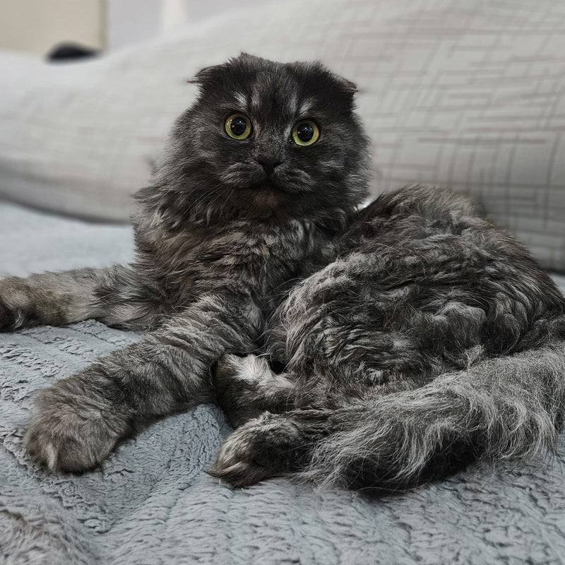 2 Cats / Scottish Fold / Males
