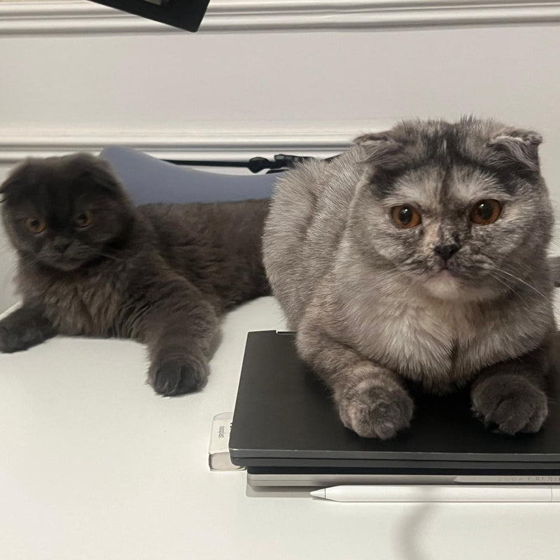 2 Cats / Mother & Daughter