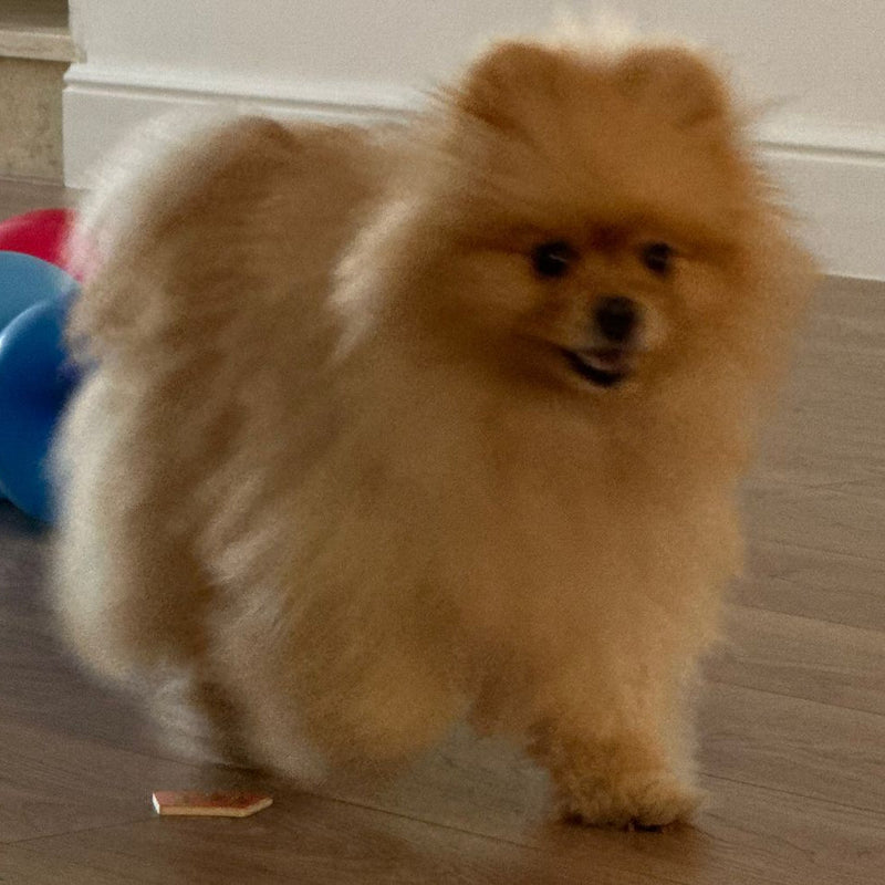 Pomeranian / Male / 6 Years