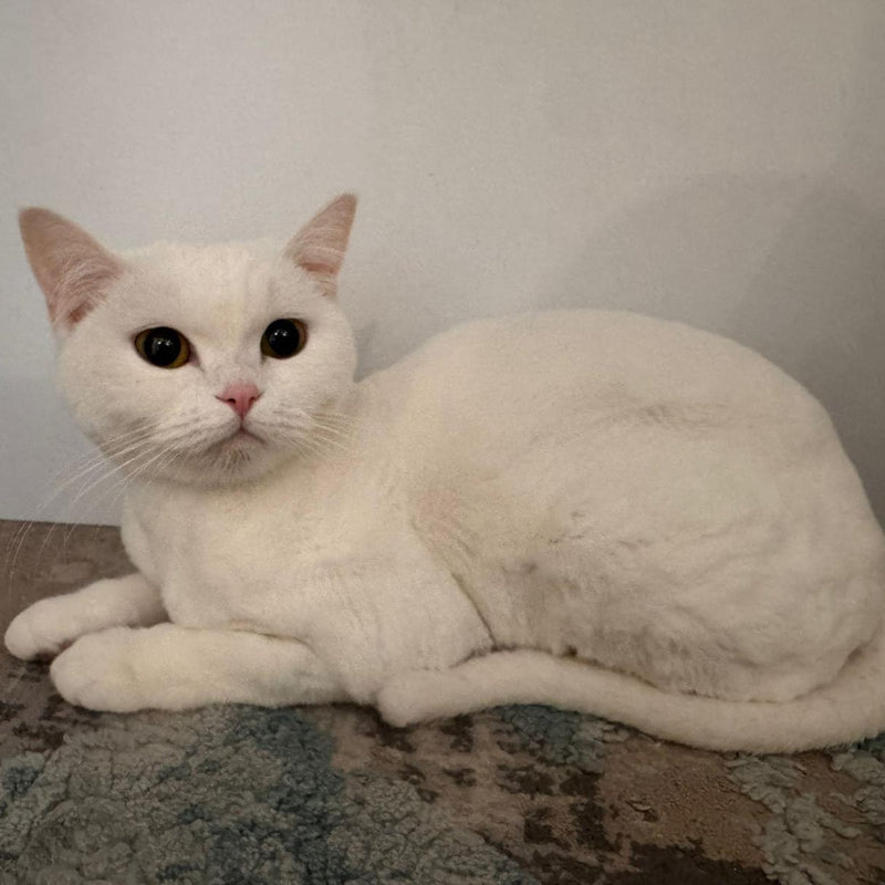Persian / Female / 1 Year Old