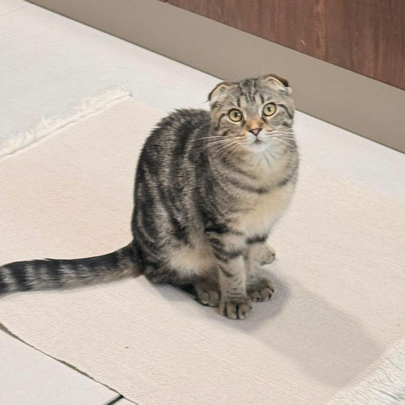 2 Cats / Scottish Fold