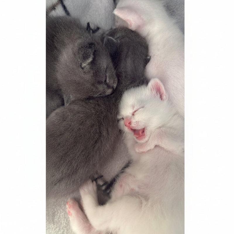 Kittens / aprox 10 months