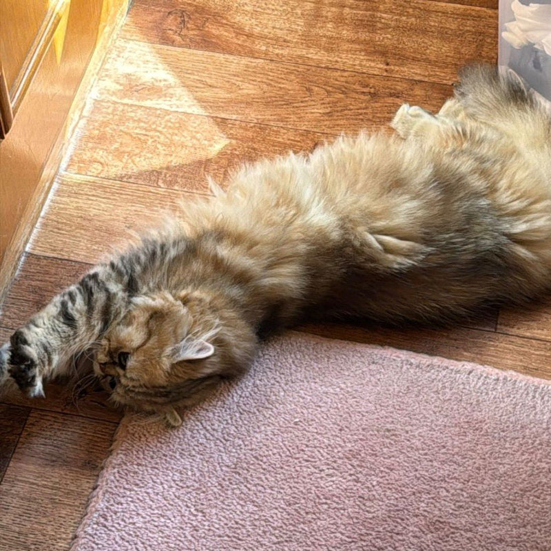 Persian / Male / 2 Years Old