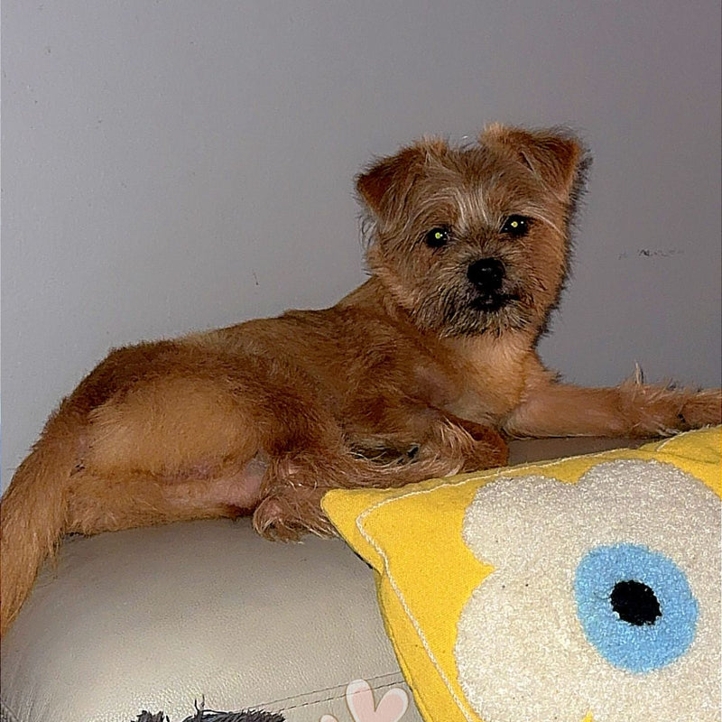 Yorkshire Terrier Mix / Male / 1.5 Years Old