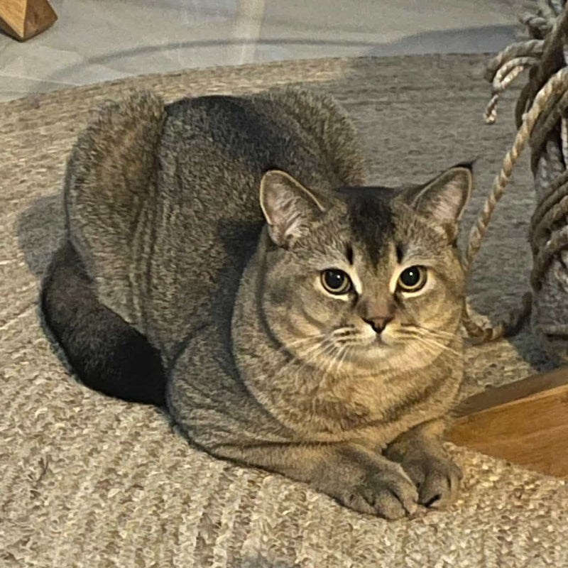 British Shorthair / Male / 3 Years Old