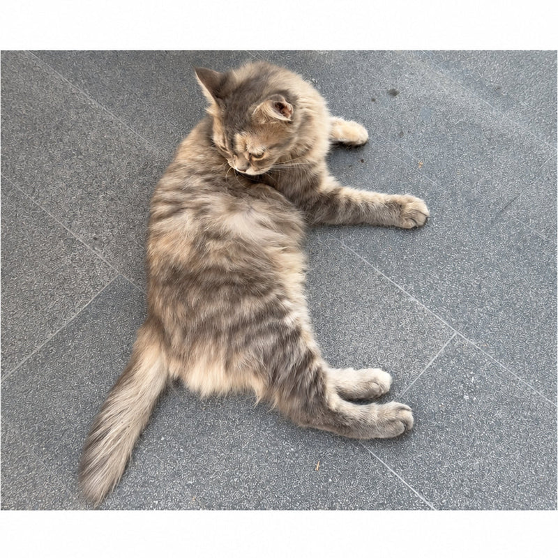 Persian Cat / Female