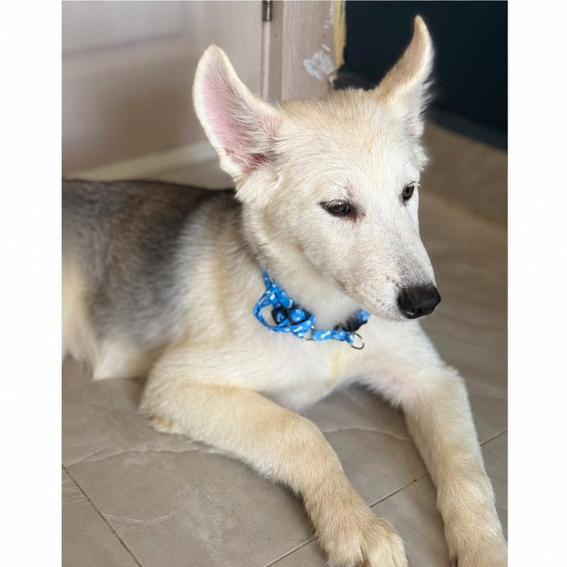 Husky / Female / 3 Months Old