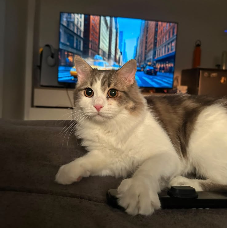Male Cat / 1 year Old
