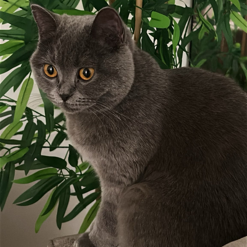 British Shorthair / Female / 6-8 Months Old