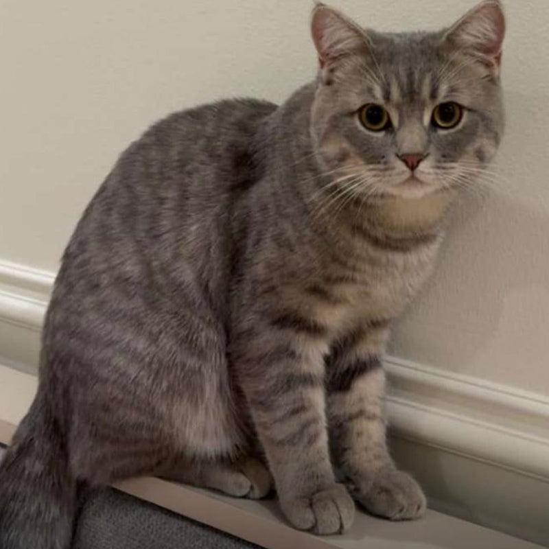 British / Male / 8 Months Old