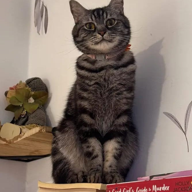 Scottish Tabby Mix / Male / 4 Years Old